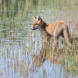 Fox cubs